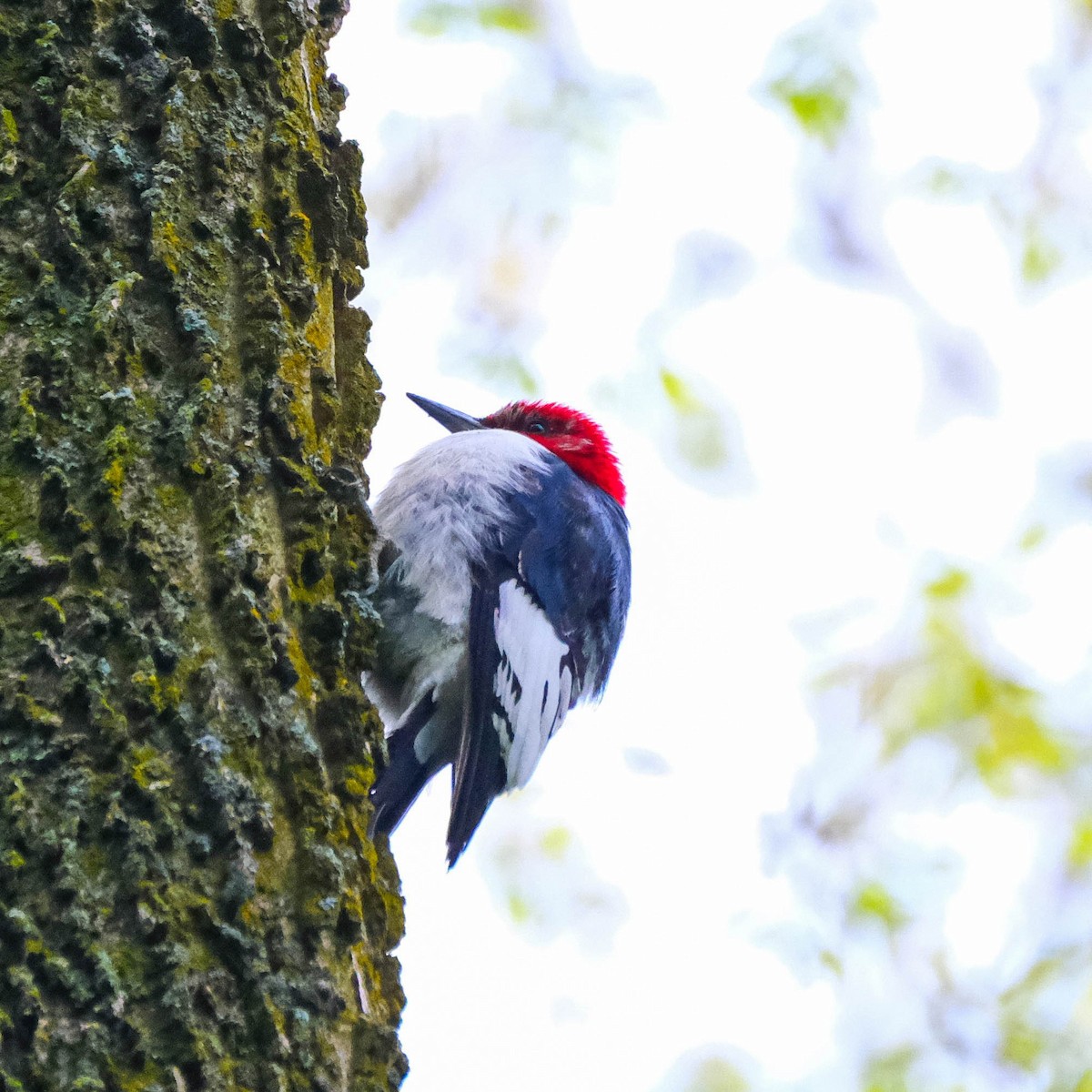 Red-headed Woodpecker - ML618716945