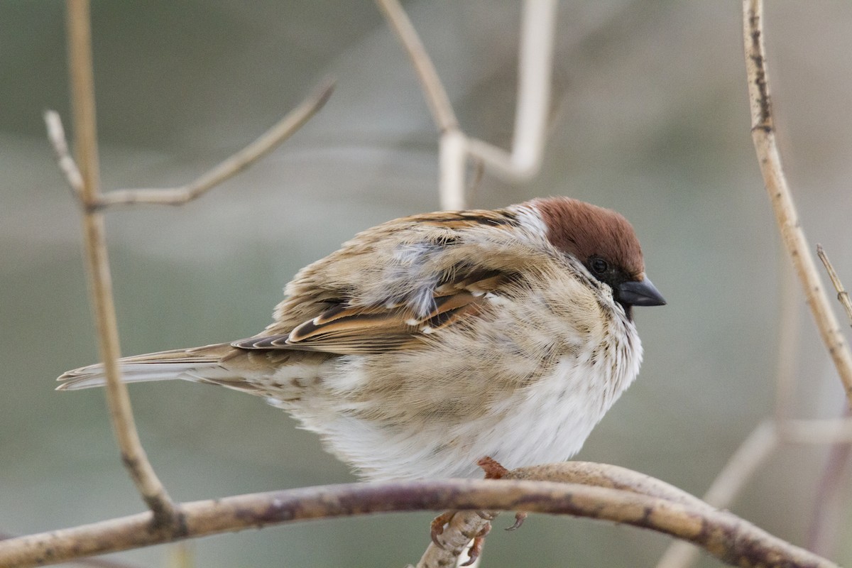 Eurasian Tree Sparrow - Ivan Abramov