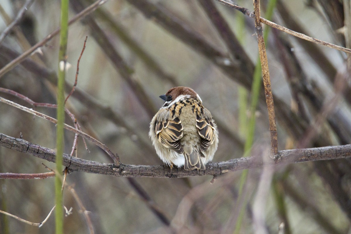 Eurasian Tree Sparrow - ML618716979