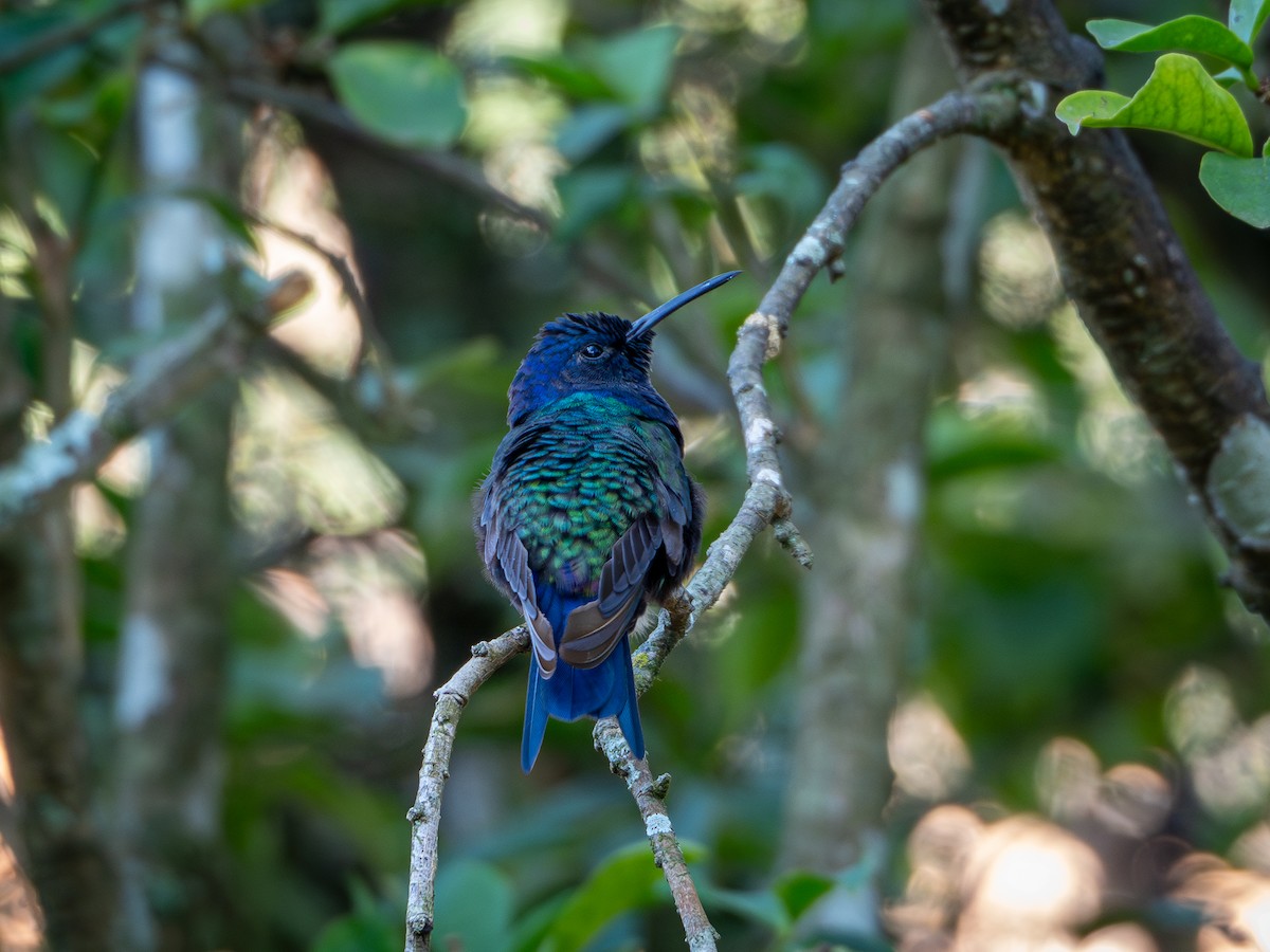 Swallow-tailed Hummingbird - ML618716985