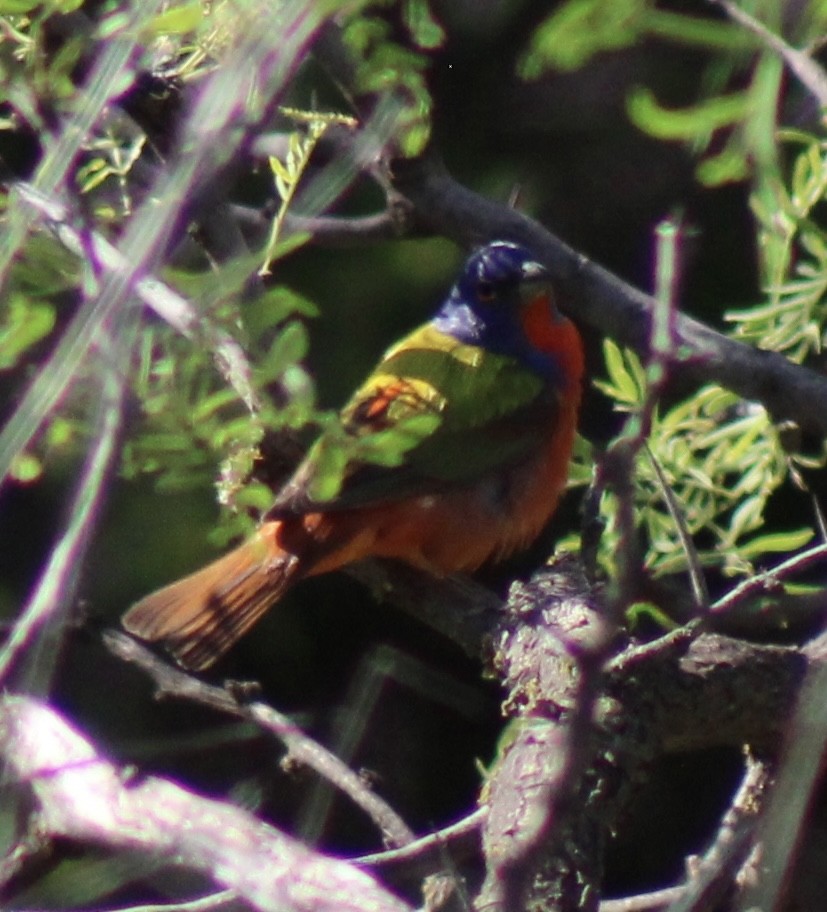 Painted Bunting - ML618717084