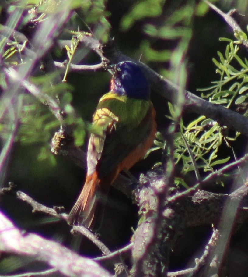 Painted Bunting - ML618717085