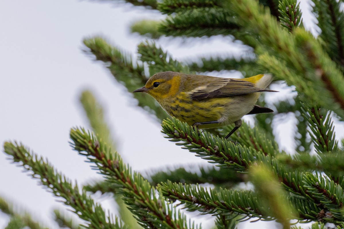 Cape May Warbler - ML618717089