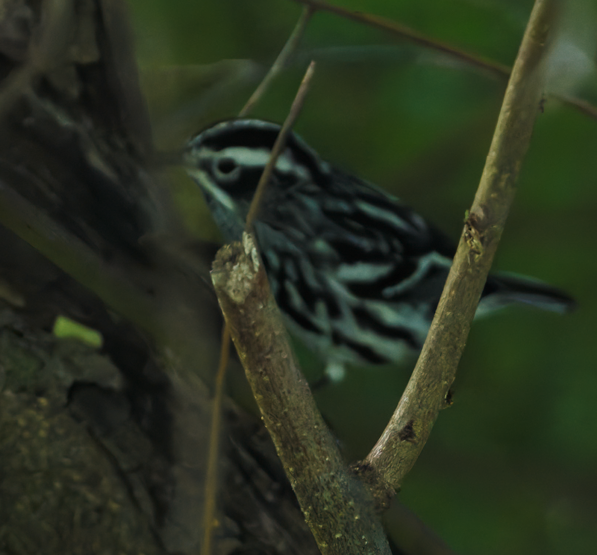 Black-and-white Warbler - ML618717122