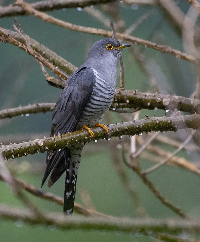 Common Cuckoo - ML618717178