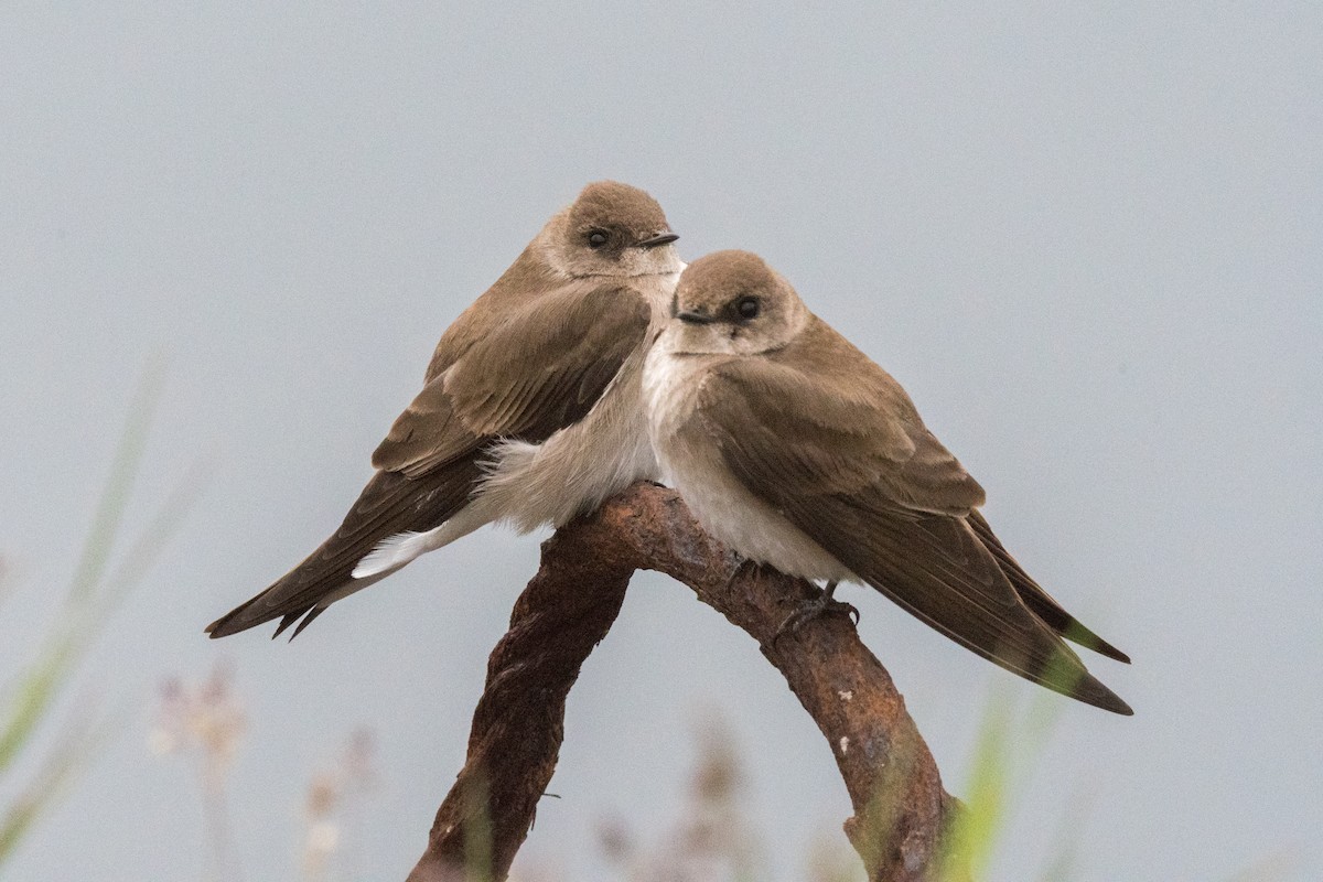 Northern Rough-winged Swallow - ML618717204