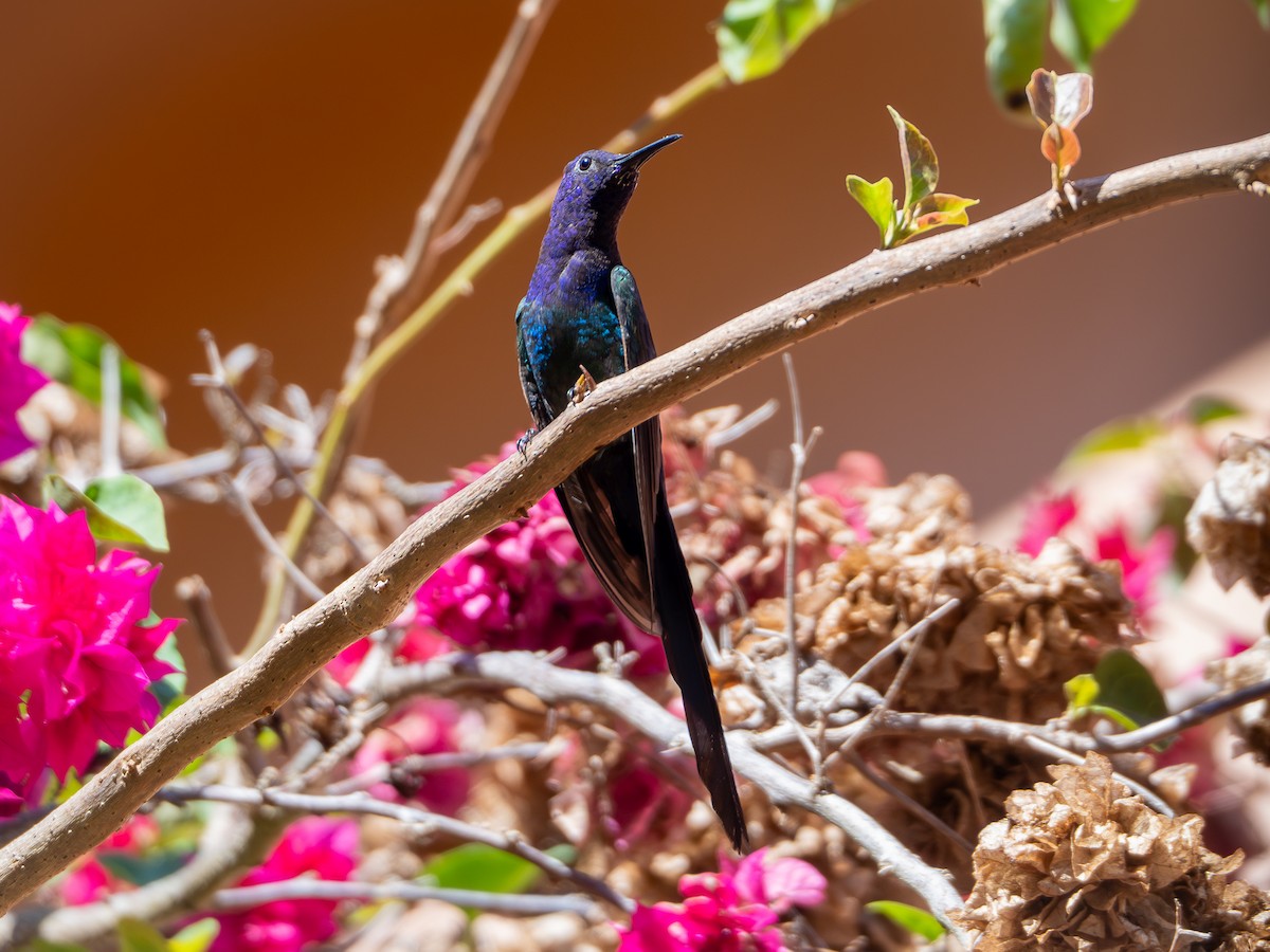 Swallow-tailed Hummingbird - ML618717219