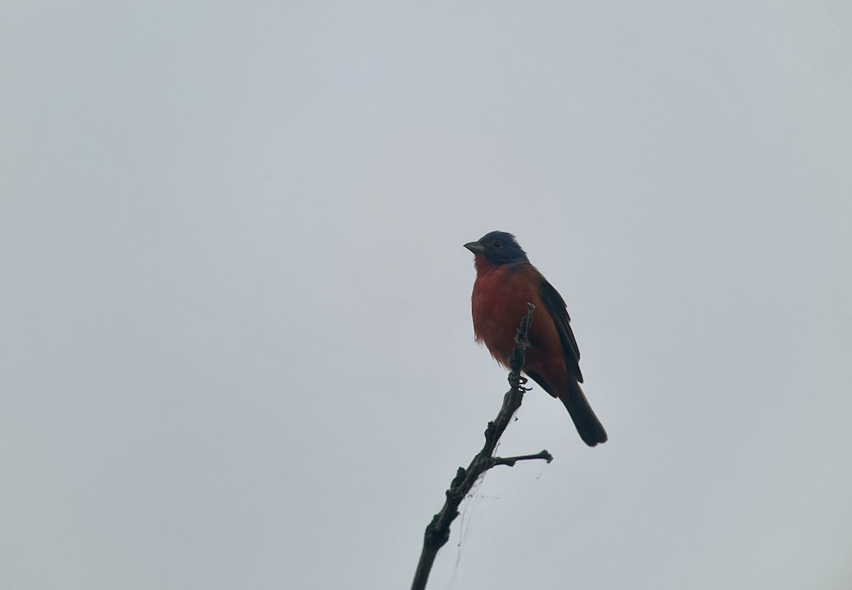 Painted Bunting - ML618717241