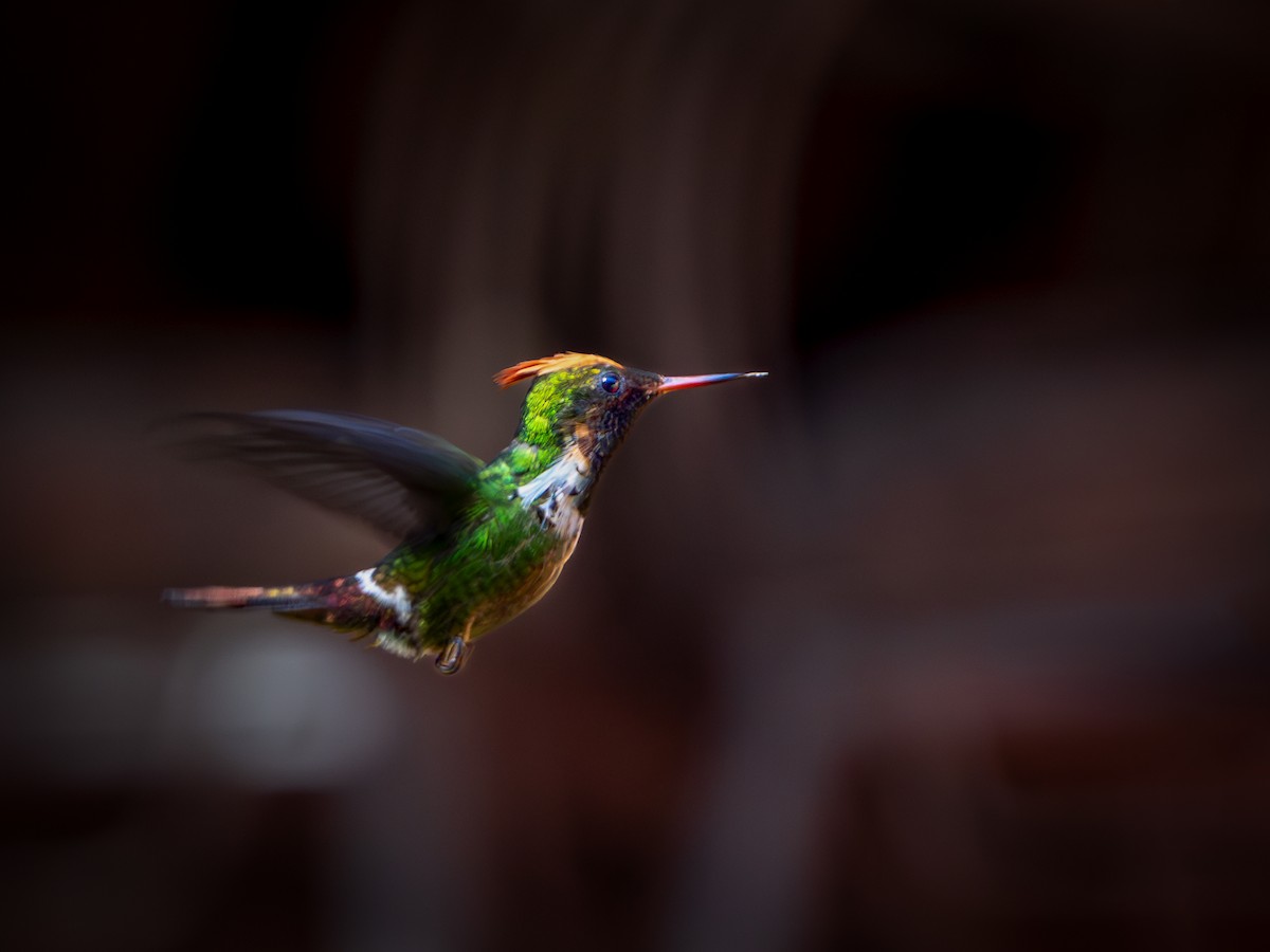 Frilled Coquette - ML618717243