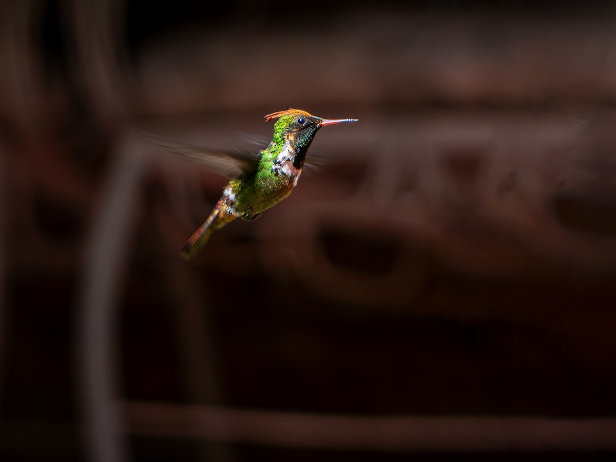Frilled Coquette - ML618717244
