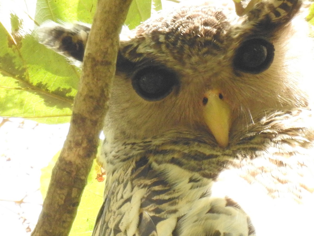 Spot-bellied Eagle-Owl - ML618717314