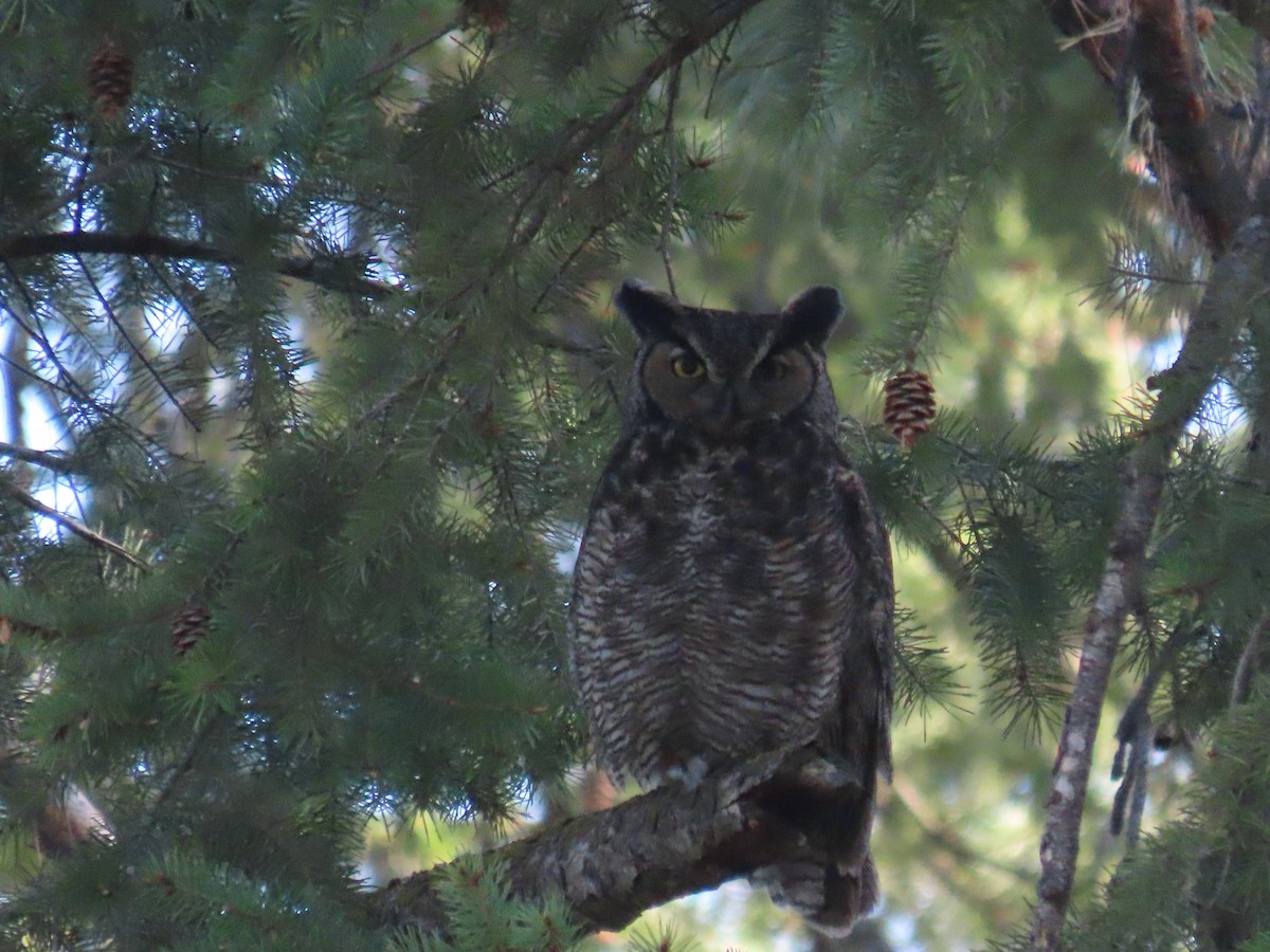 Great Horned Owl - ML618717324