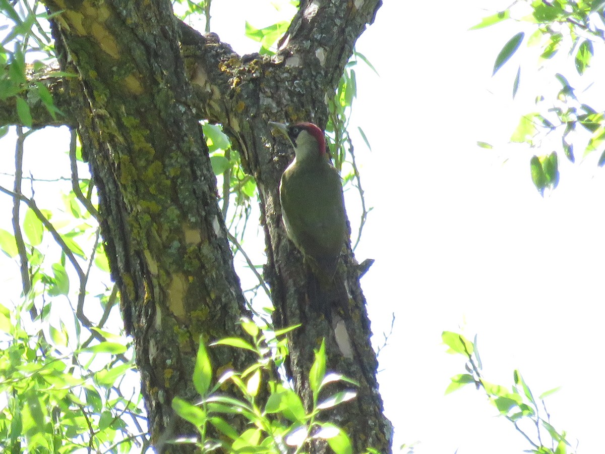 Eurasian Green Woodpecker - ML618717328