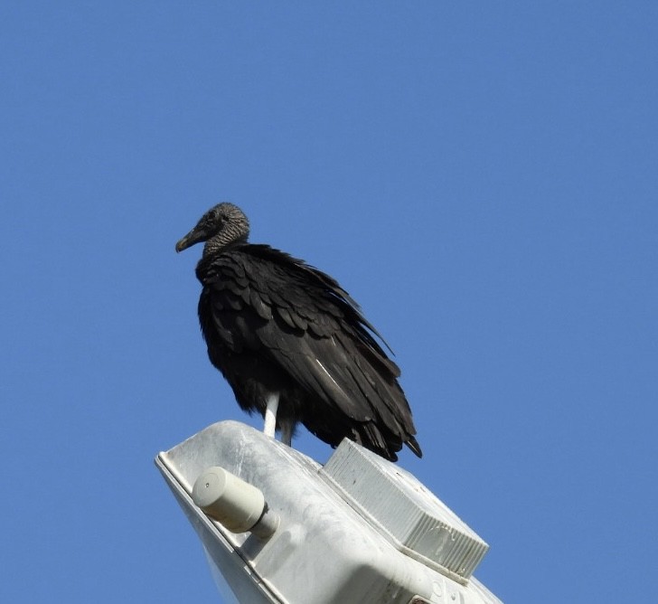 Black Vulture - ML618717338