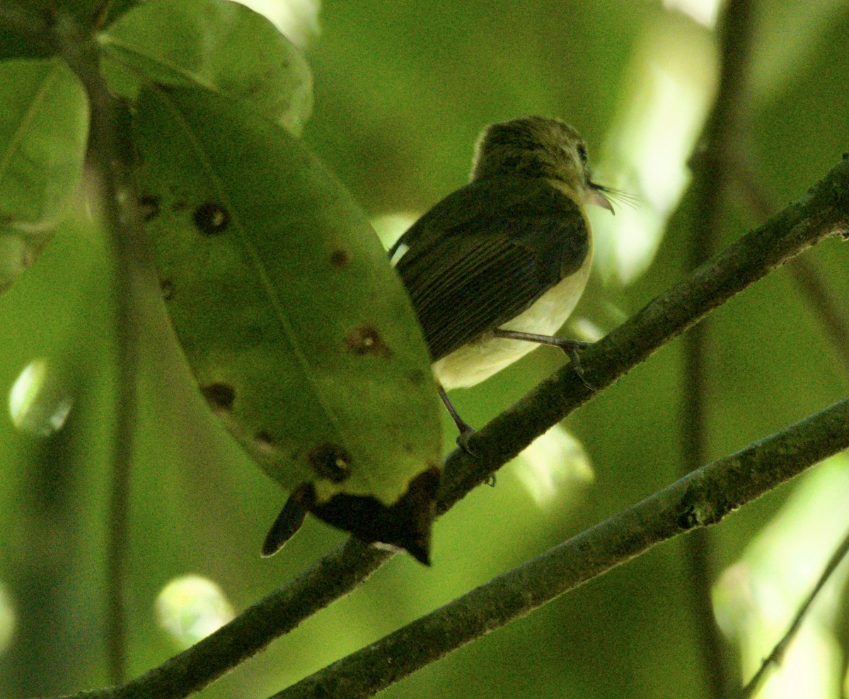 Black-tailed Flycatcher - Raúl Obregón