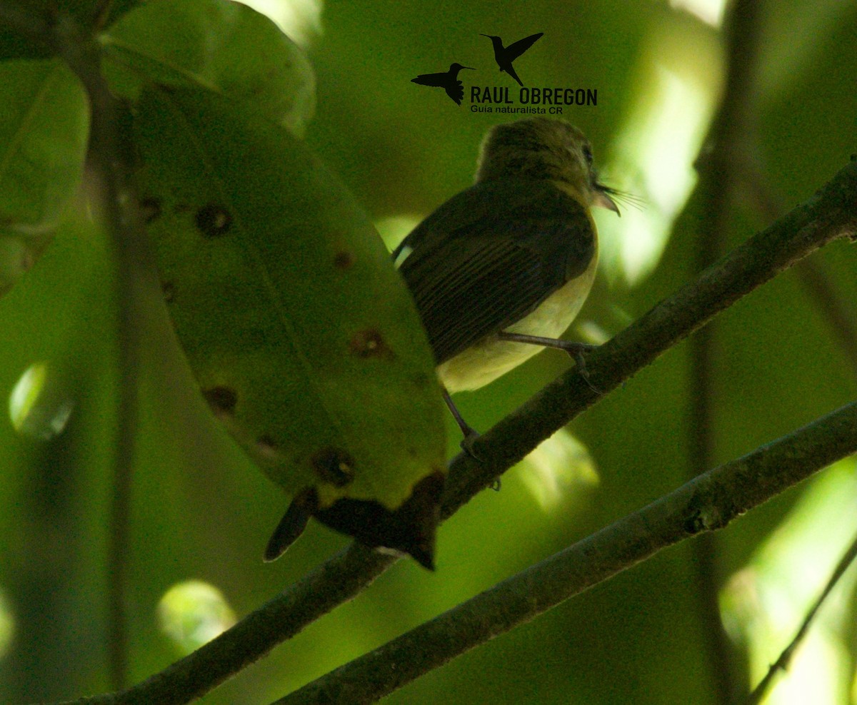 Black-tailed Flycatcher - Raúl Obregón