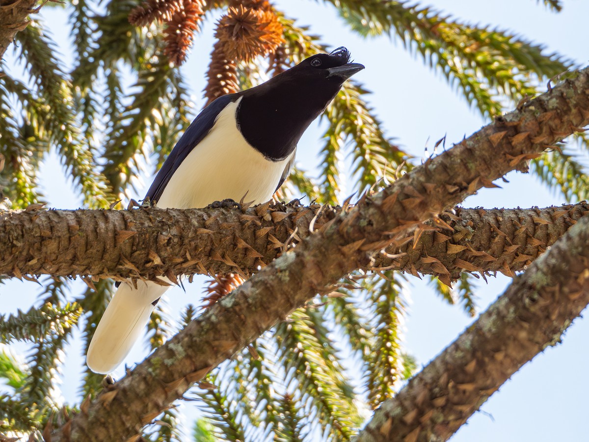 Curl-crested Jay - ML618717384