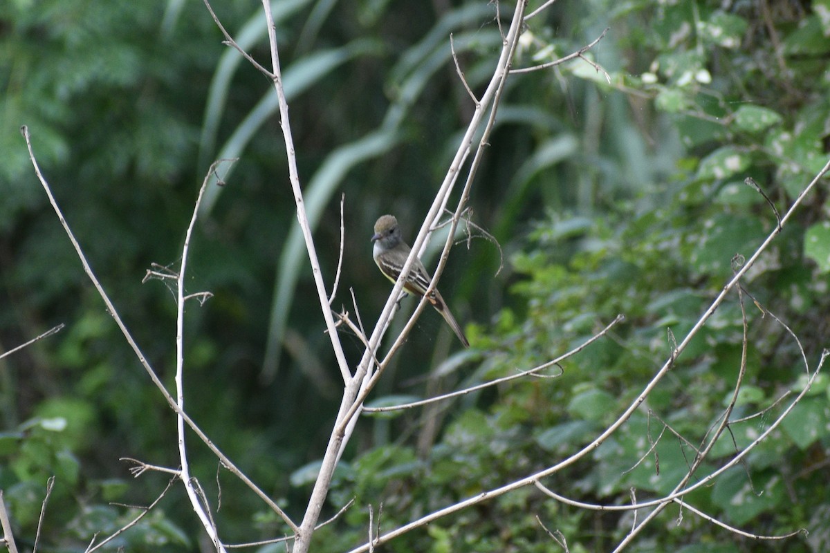 Great Crested Flycatcher - ML618717413