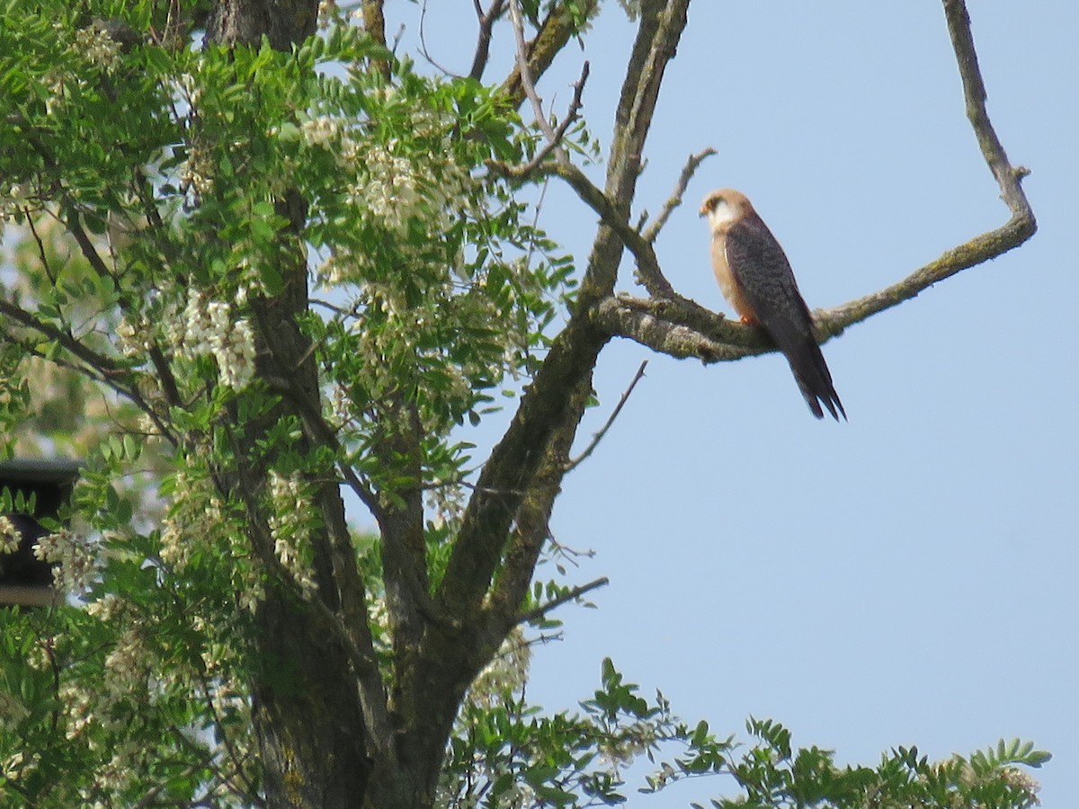Red-footed Falcon - ML618717416