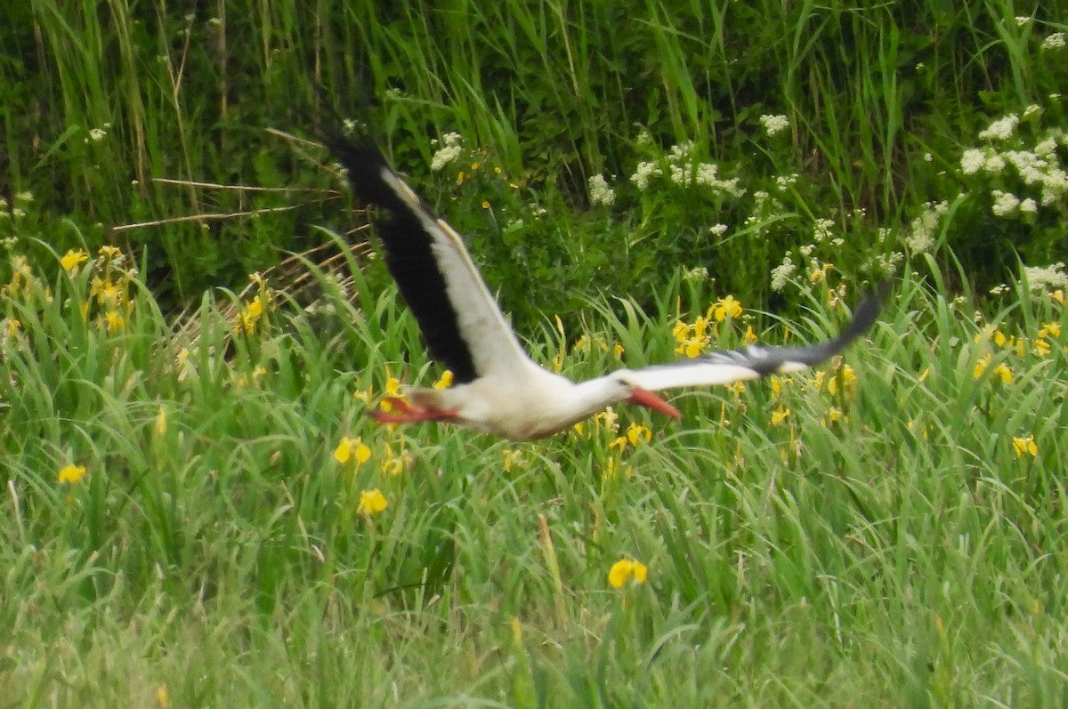White Stork - Morten Winther Dahl
