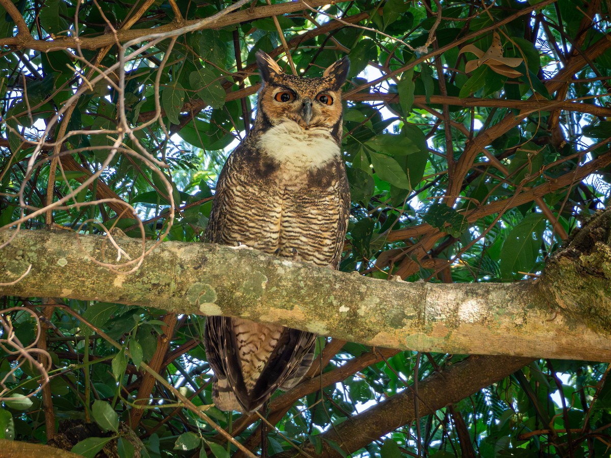 Great Horned Owl - ML618717440