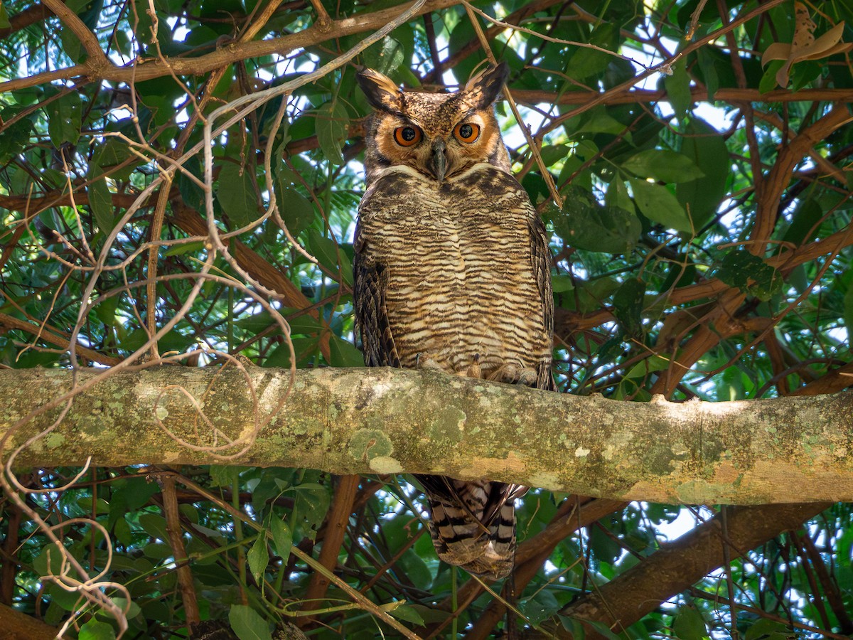 Great Horned Owl - ML618717442