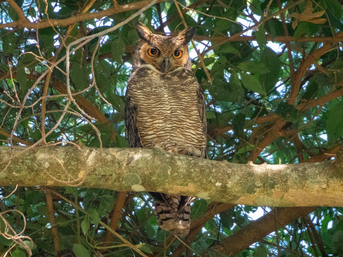 Great Horned Owl - ML618717443