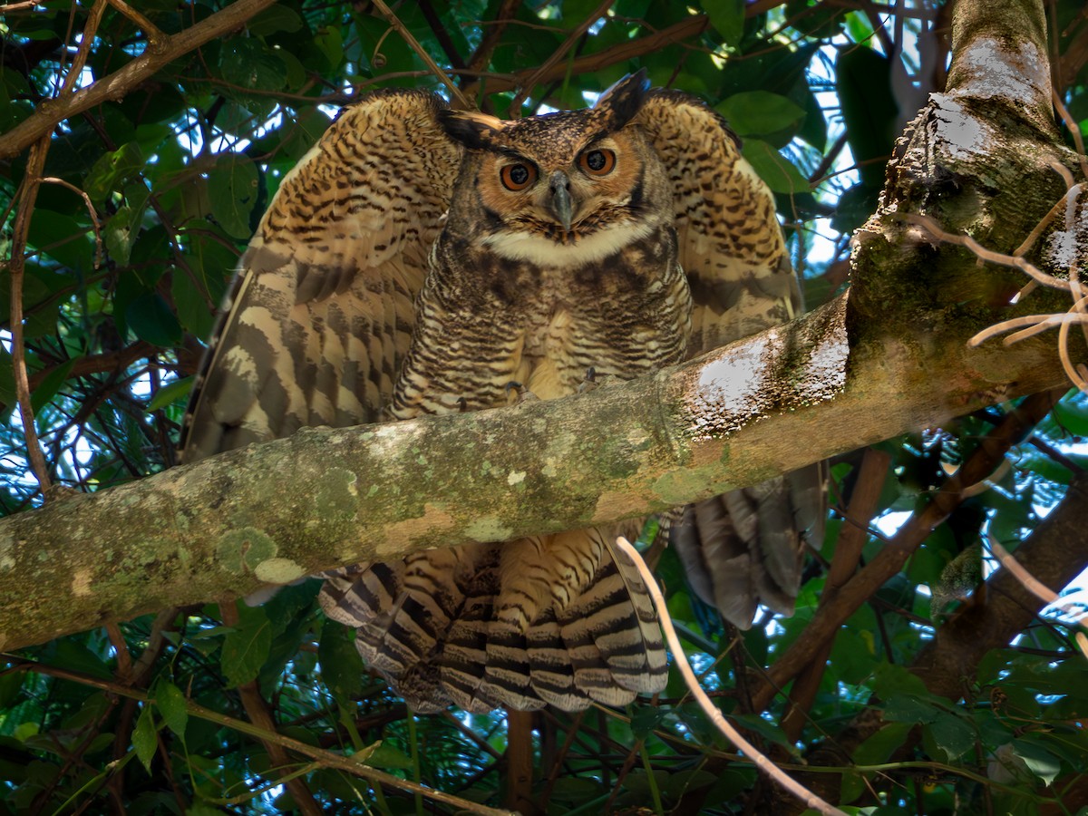 Great Horned Owl - ML618717444