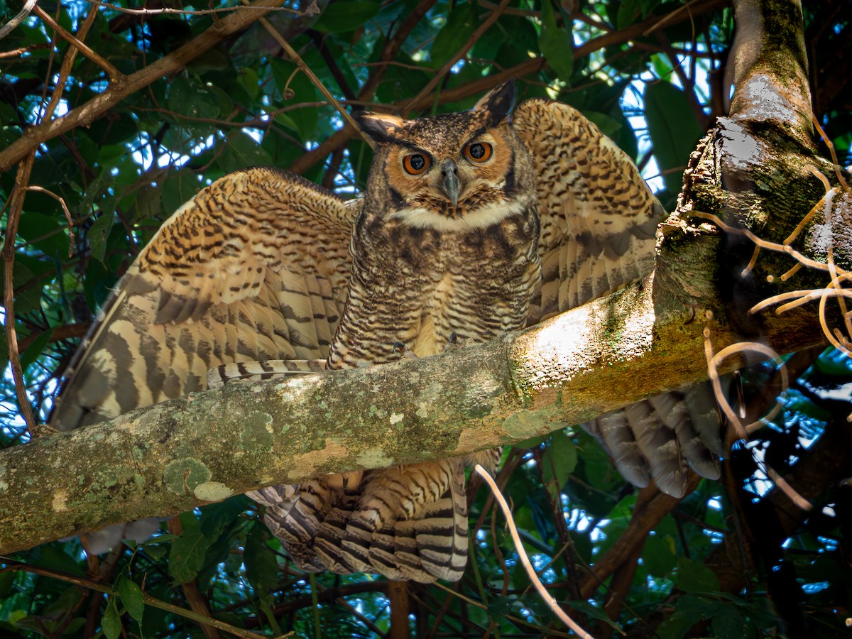 Great Horned Owl - ML618717445