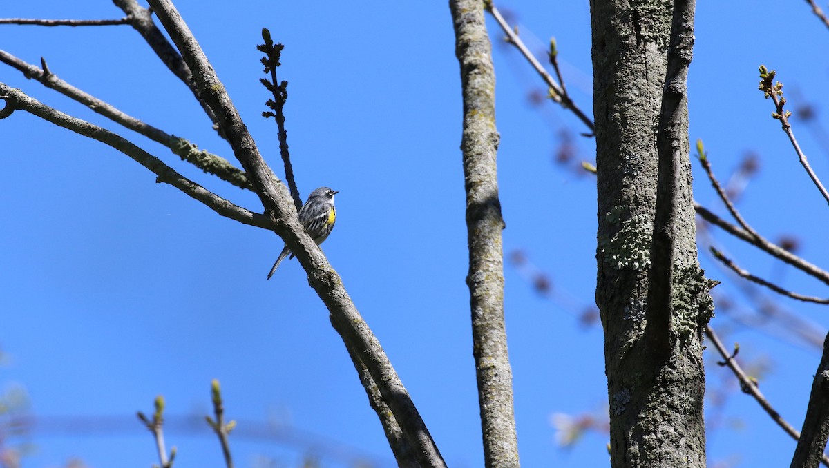 Yellow-rumped Warbler - ML618717490
