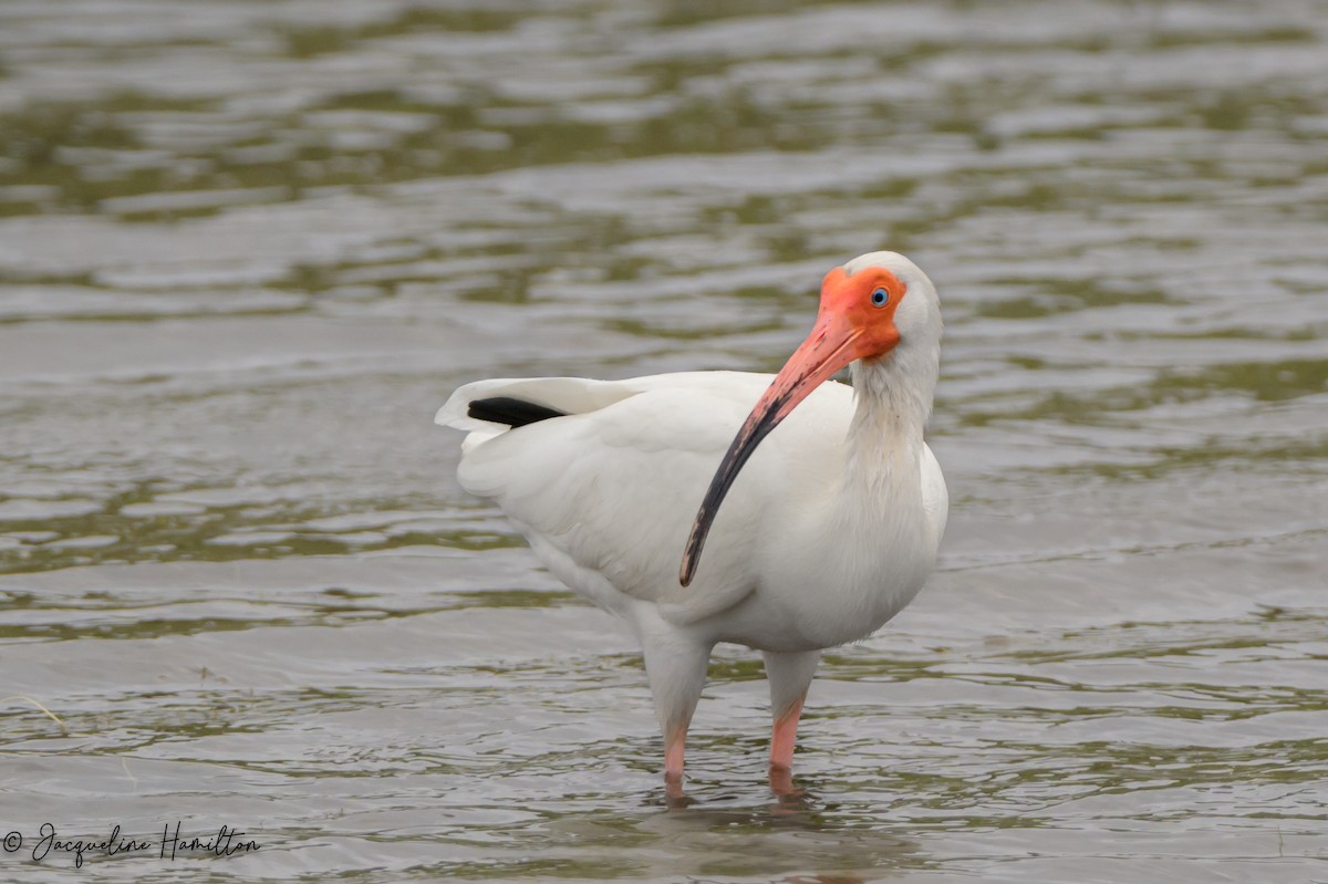 ibis bílý - ML618717492