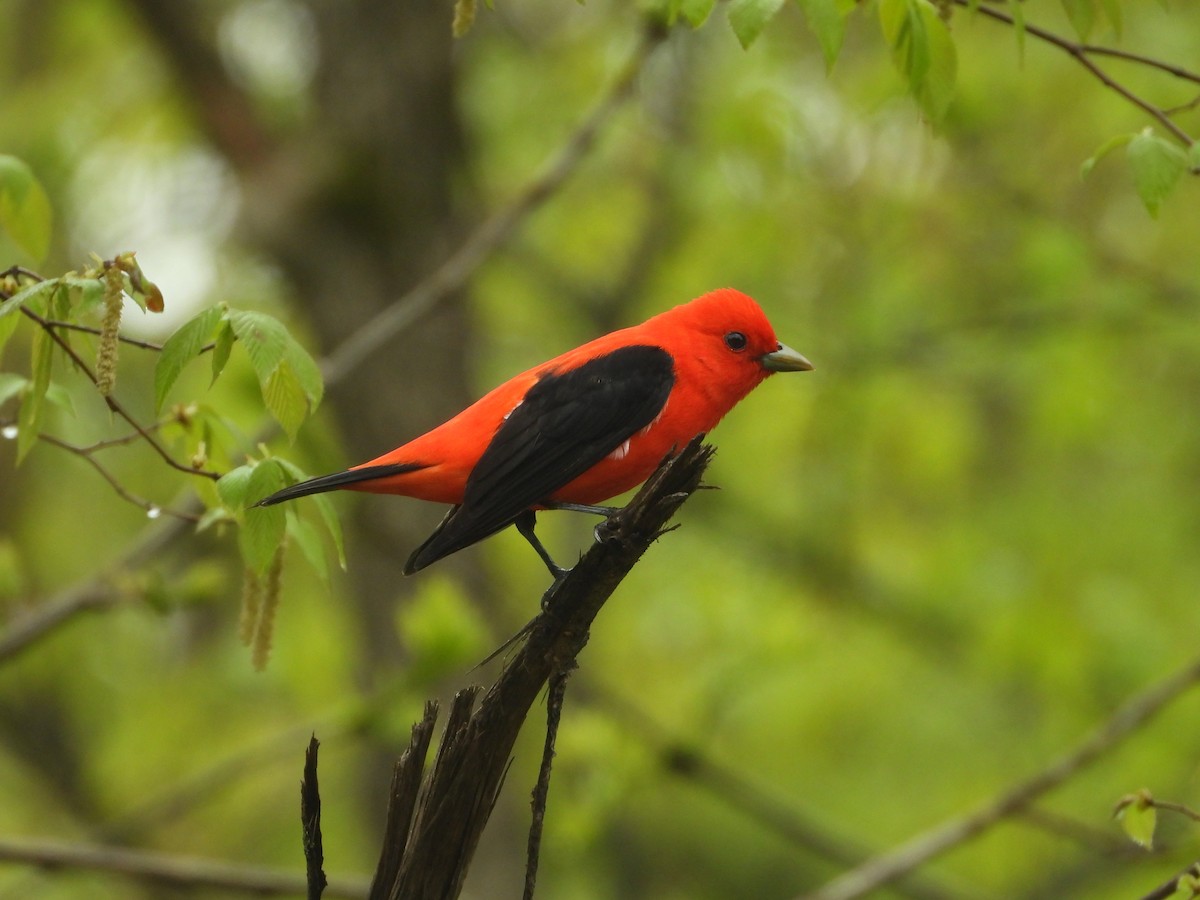 Scarlet Tanager - ML618717495