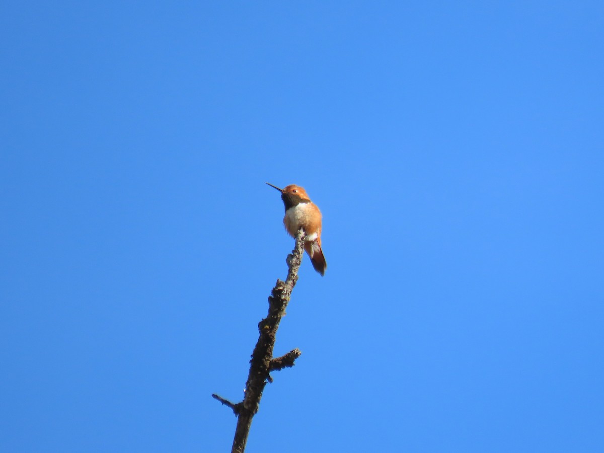 Rufous Hummingbird - ML618717515