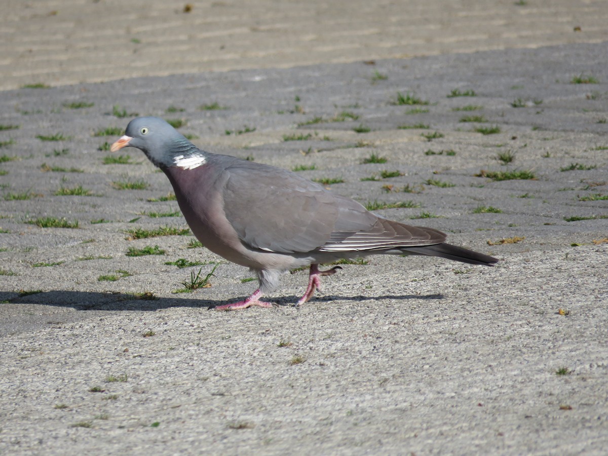 Common Wood-Pigeon - ML618717526