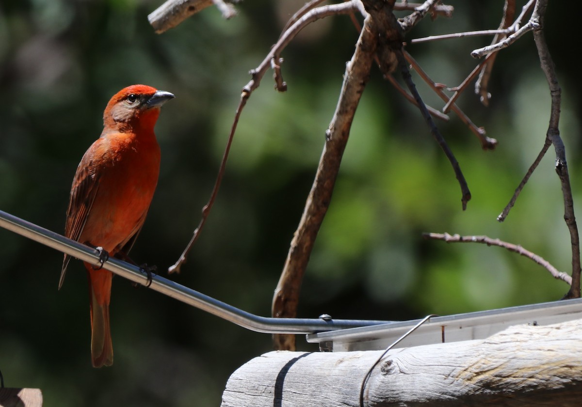 Hepatic Tanager - ML618717531