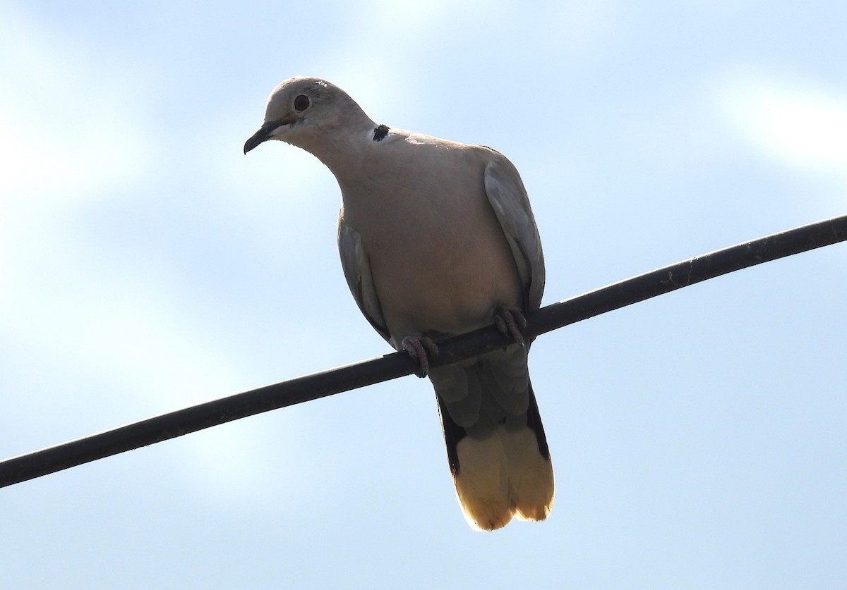 Eurasian Collared-Dove - ML618717592