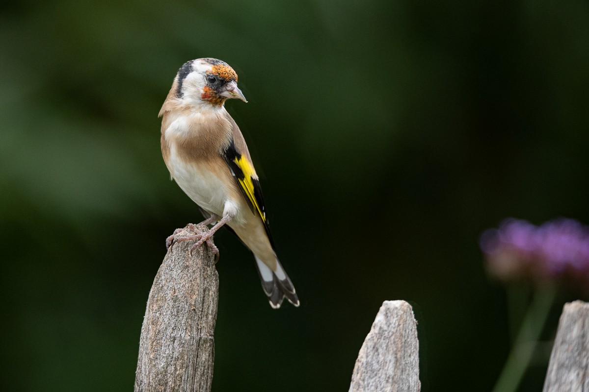European Goldfinch - Guido Van den Troost