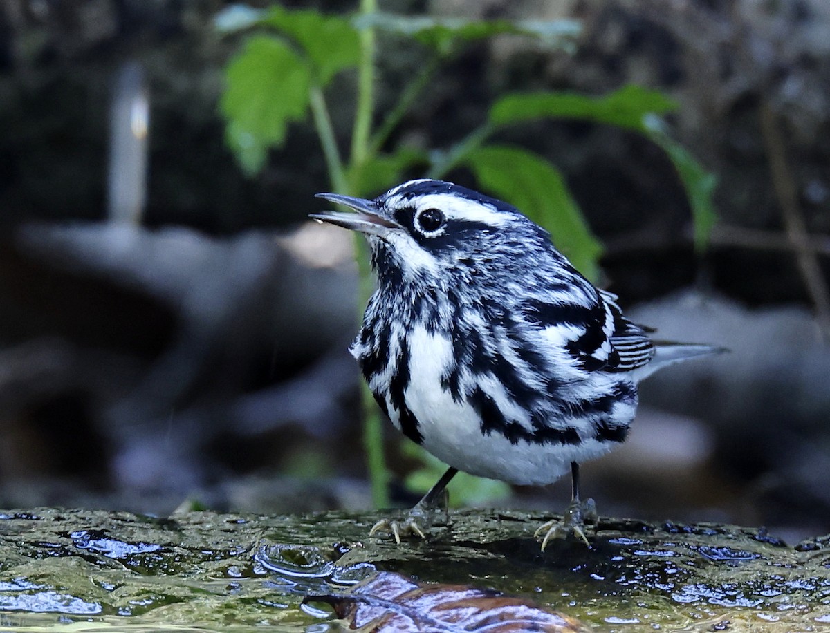 Black-and-white Warbler - ML618717618