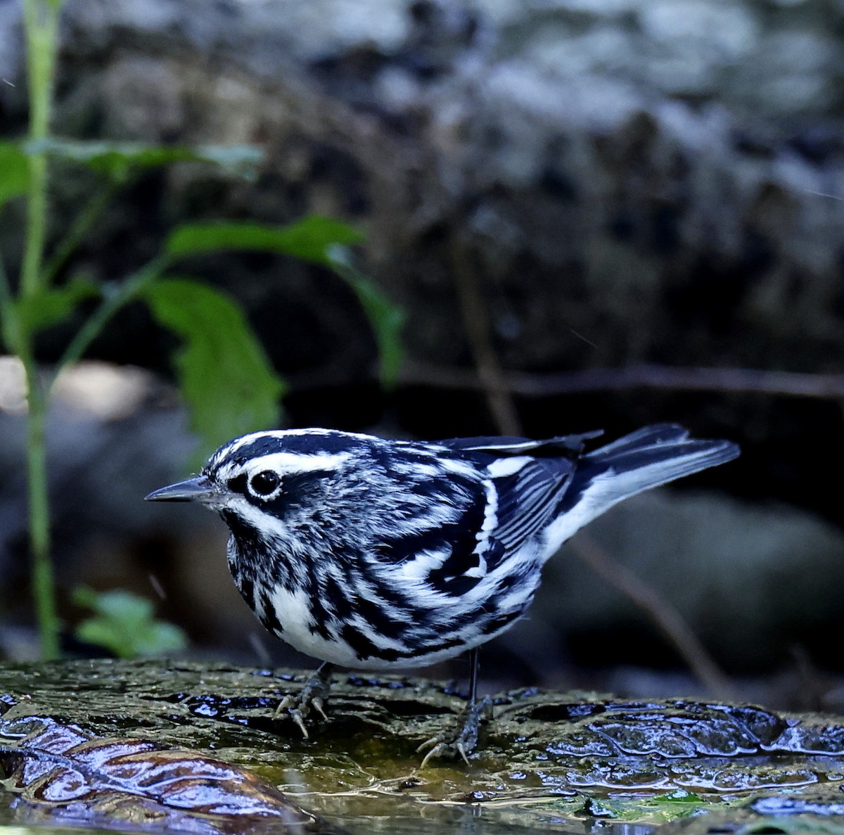 Black-and-white Warbler - ML618717619