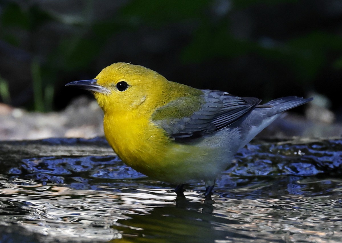 Prothonotary Warbler - ML618717626