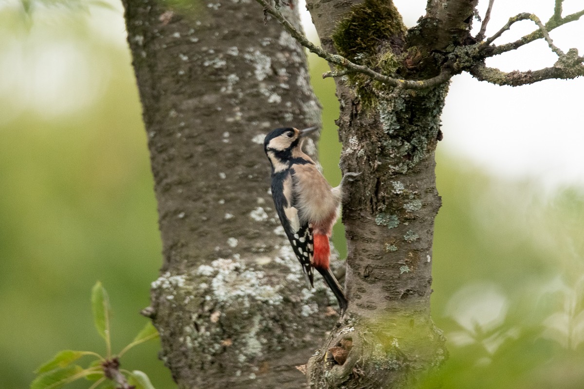 Great Spotted Woodpecker - ML618717635