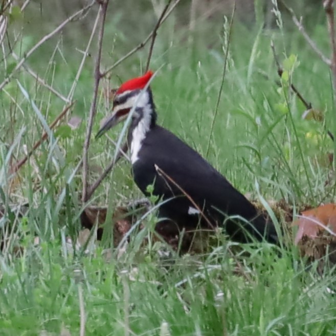 Pileated Woodpecker - Charles (PAT) Dollard