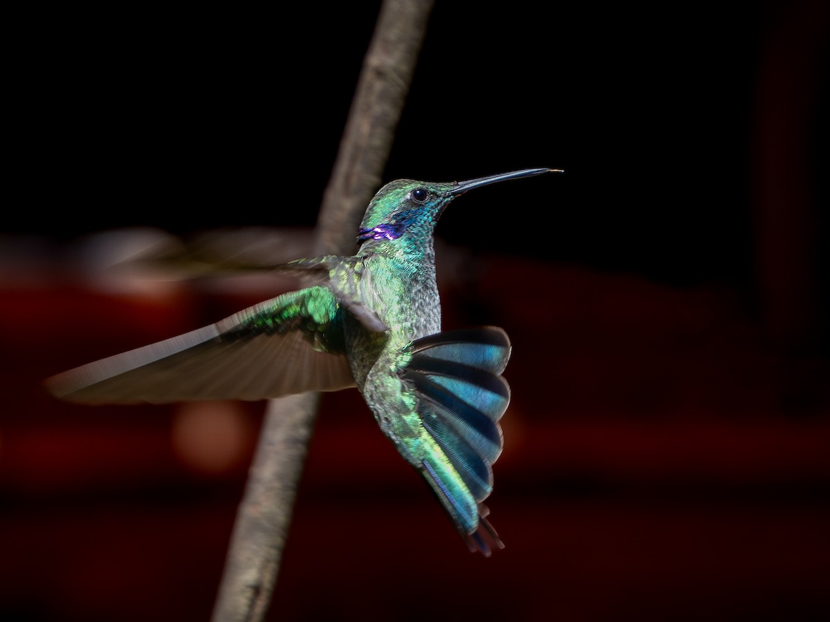 kolibřík ametystouchý - ML618717697