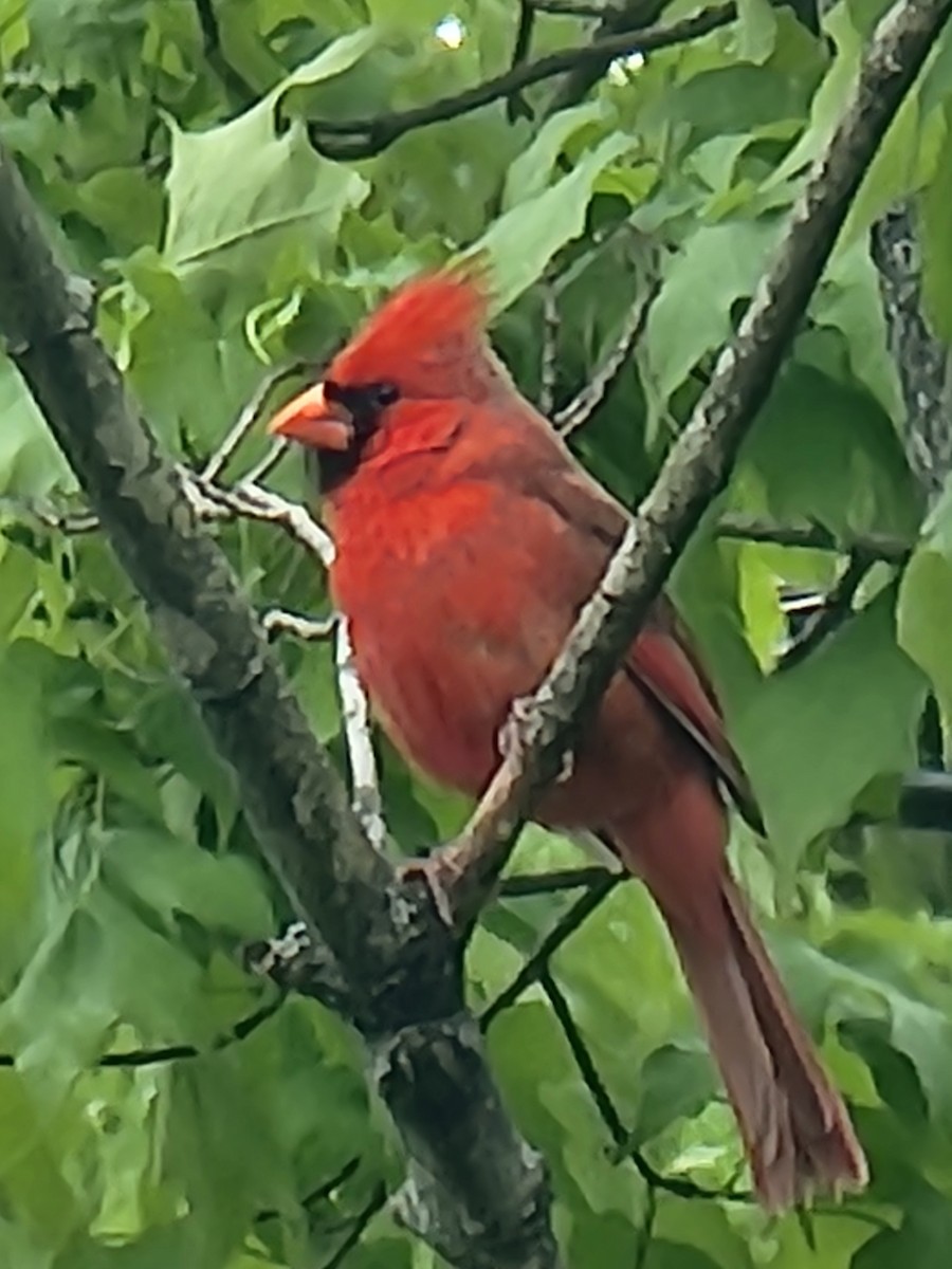 Cardinal rouge - ML618717700