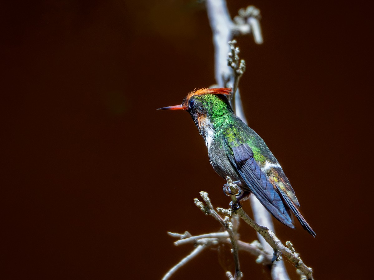 Frilled Coquette - ML618717719