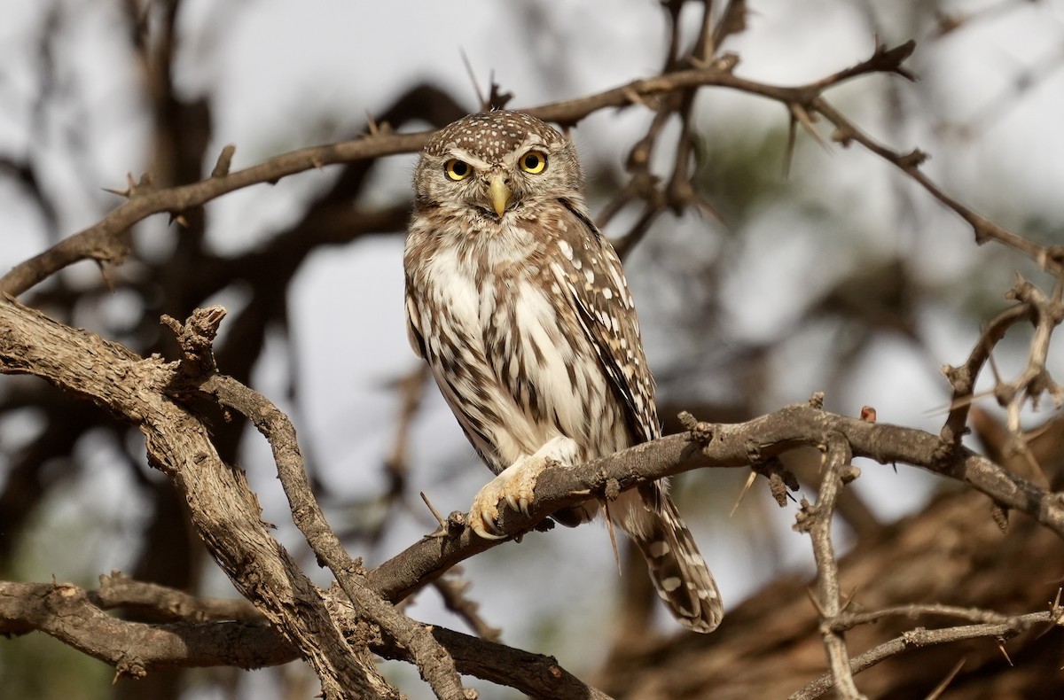 Pearl-spotted Owlet - ML618717738
