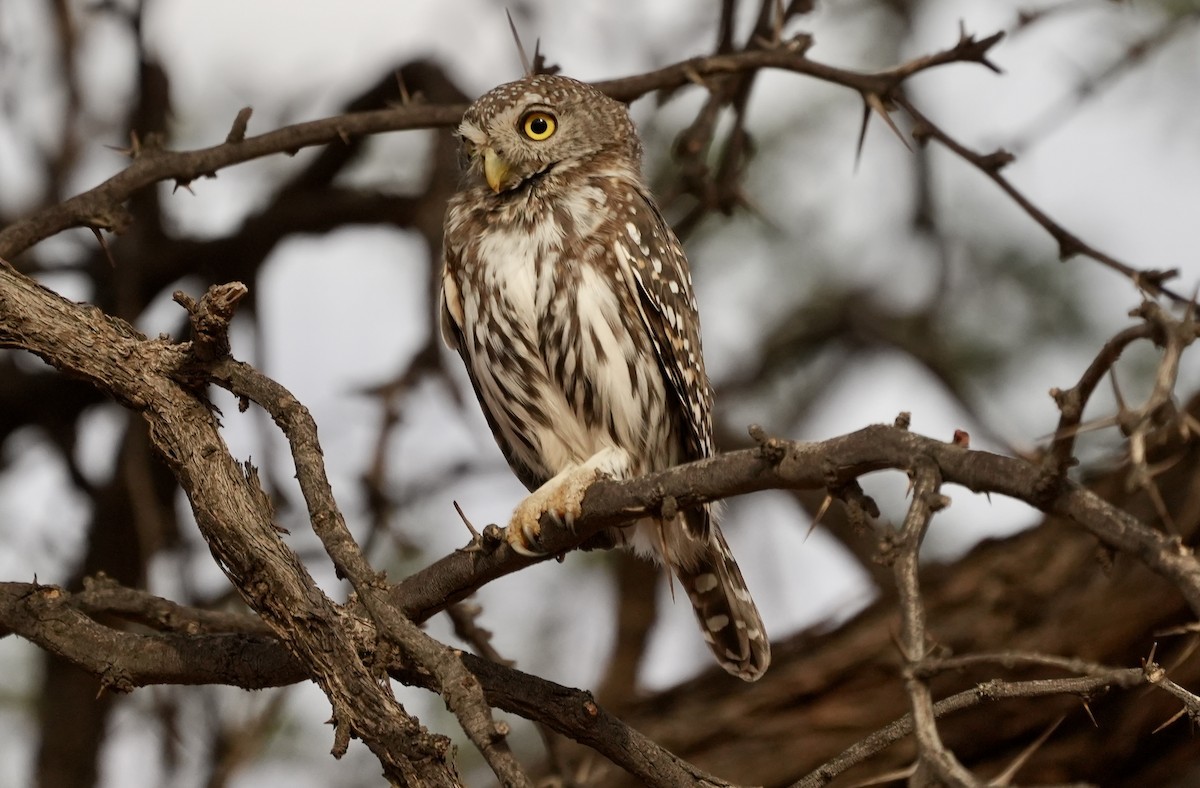 Pearl-spotted Owlet - ML618717740