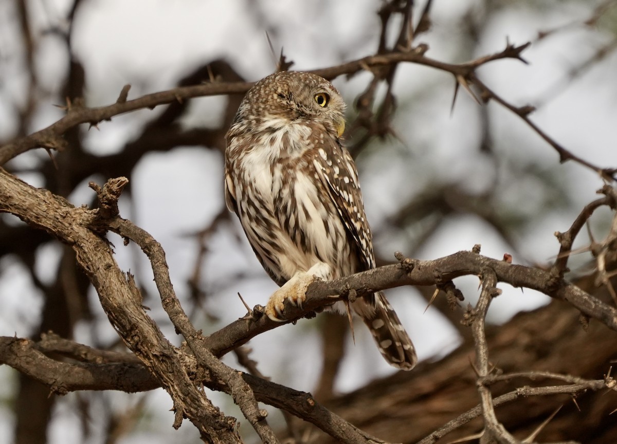 Pearl-spotted Owlet - ML618717741