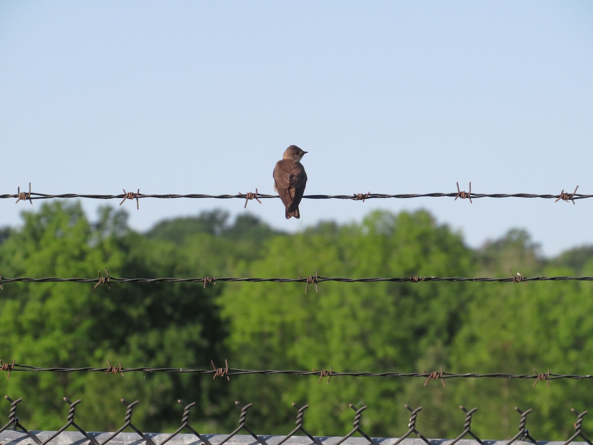 Northern Rough-winged Swallow - ML618717752
