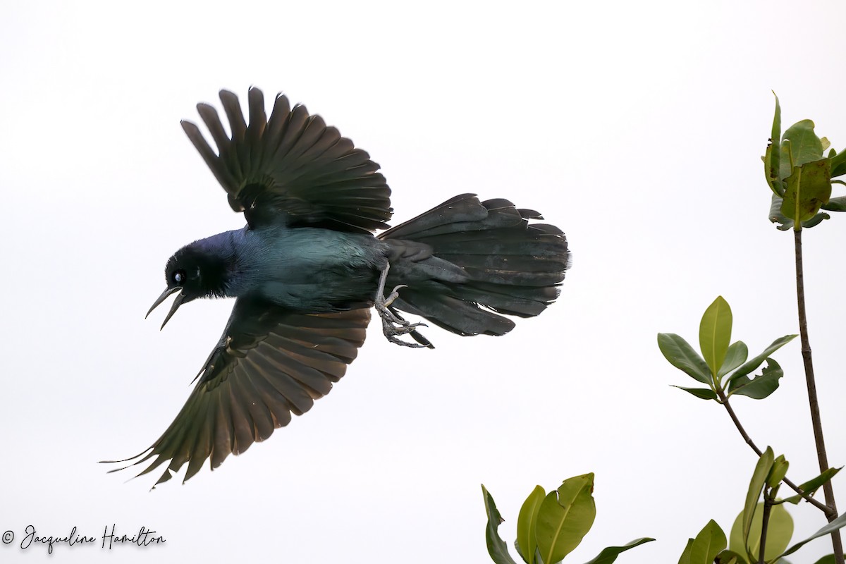 Boat-tailed Grackle - ML618717755